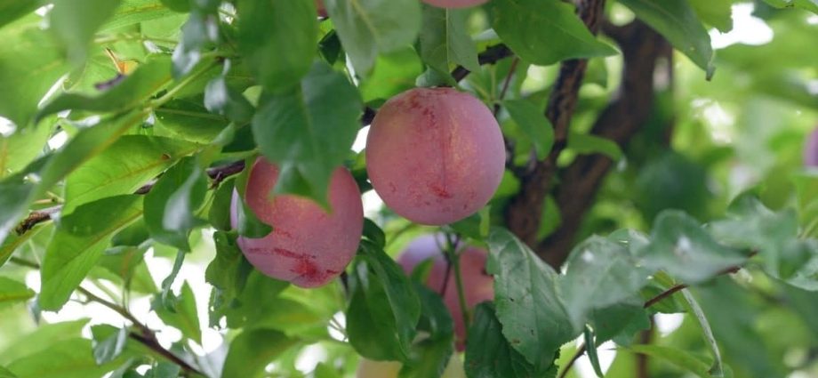 Plum Alyonushka: variety description and tree care &#8211; plodovie.ru