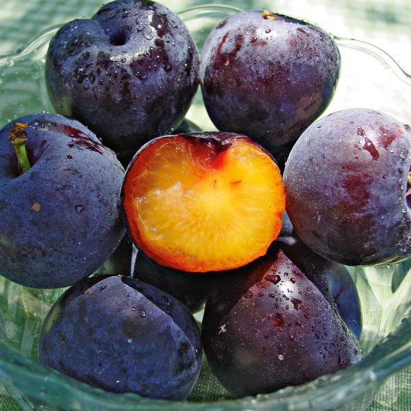 Plum Anna Shpet