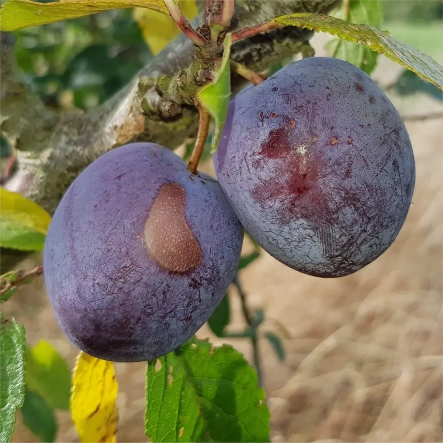 Plum Anna Shpet