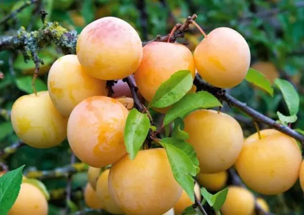 Plum Apricot