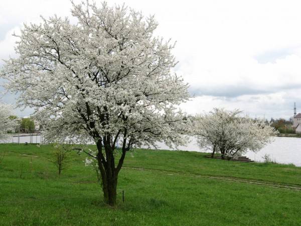 Plum (apricot) Mara