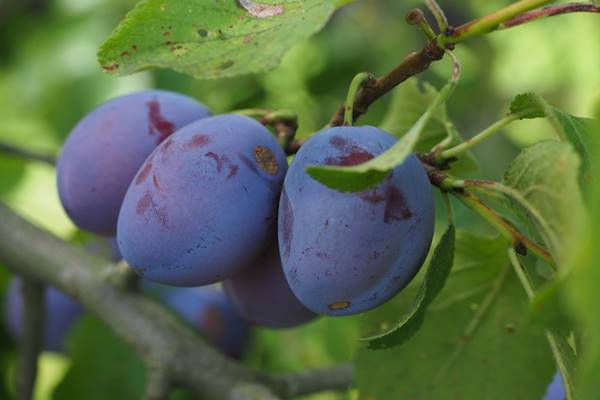 Plum blue bird