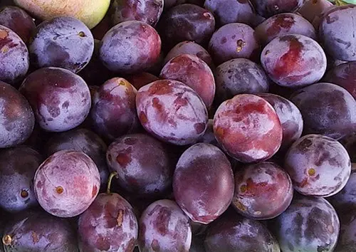 Plum Bogatyrskaya