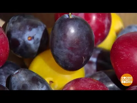 Plum Bogatyrskaya