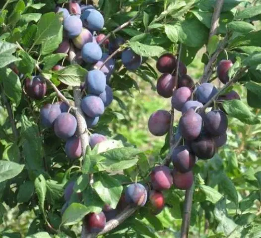 Plum Bogatyrskaya