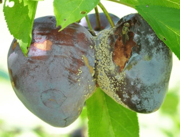 Plum Bogatyrskaya