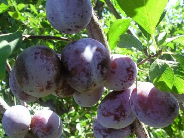 Plum Chemalskaya