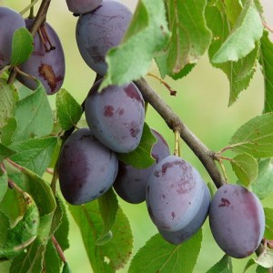 Plum Chemalskaya