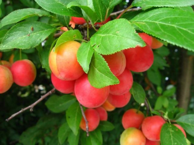 Plum cherry hybrid