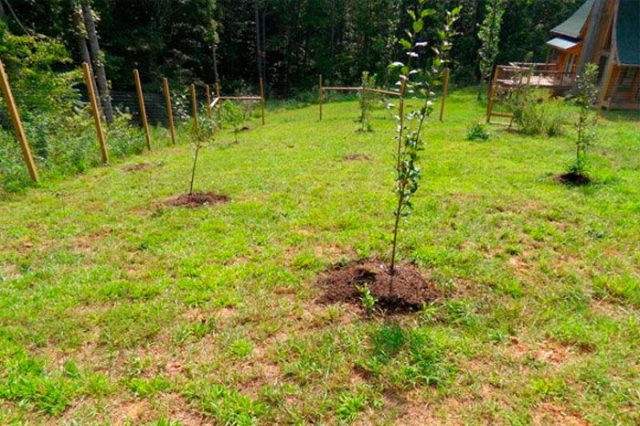 Plum cherry hybrid