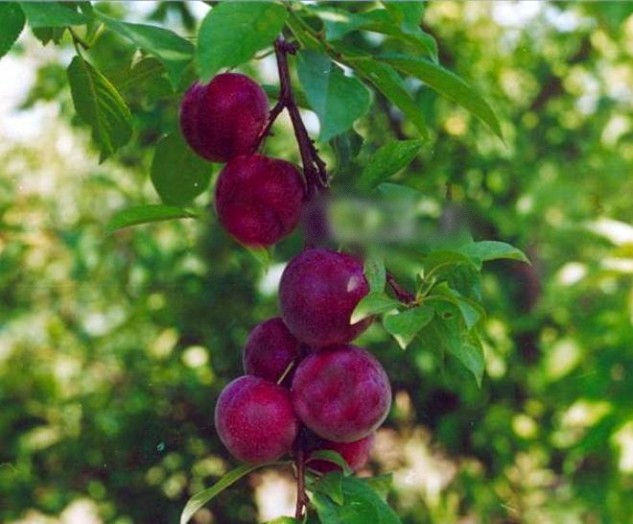 Plum cherry hybrid