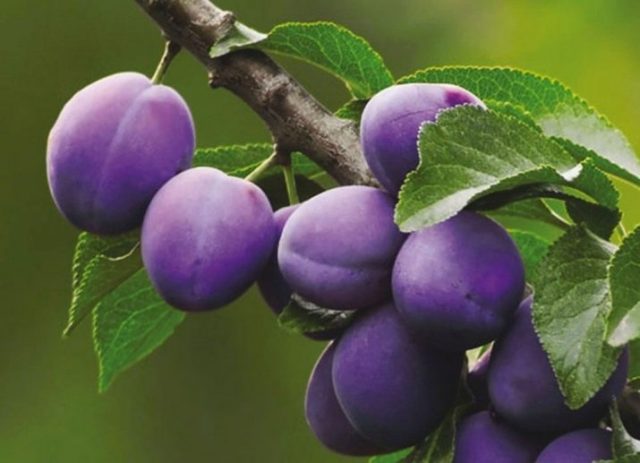 Plum cherry hybrid