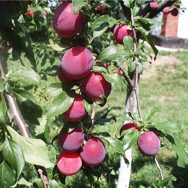 Plum cherry hybrid