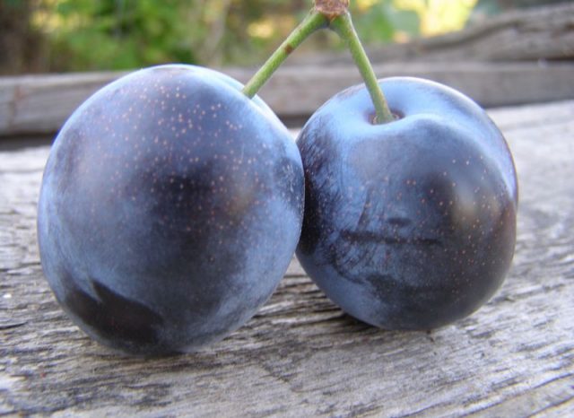 Plum cherry hybrid