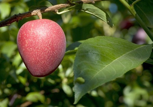 Plum cherry hybrid