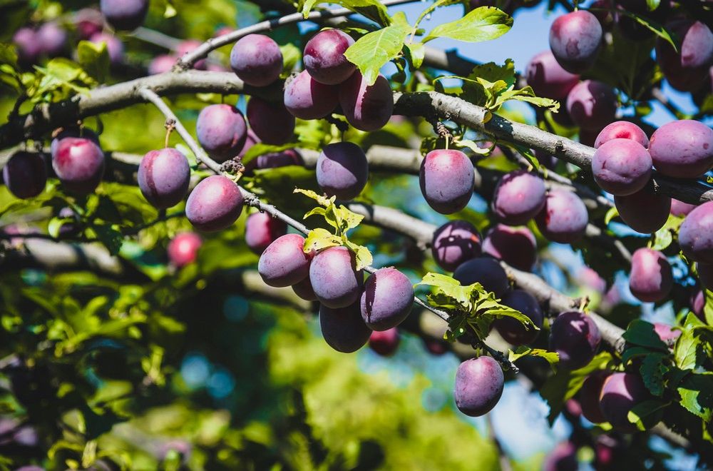 Plum cherry hybrid