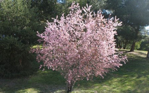 Plum cherry hybrid