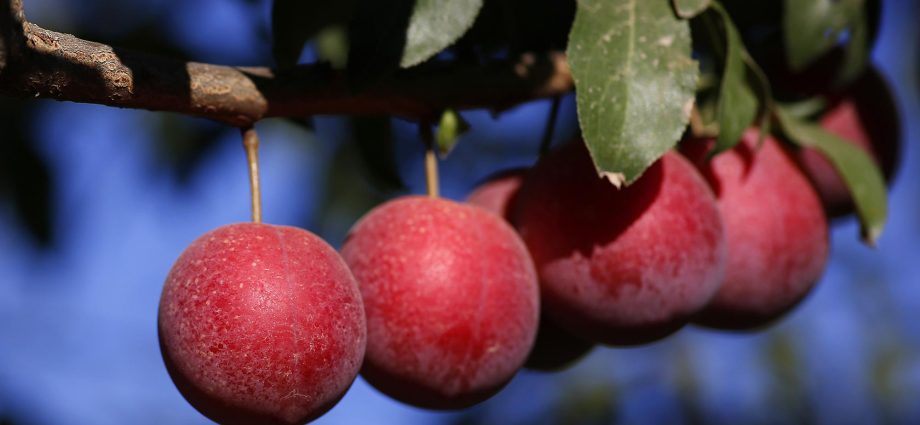 Plum cherry hybrid