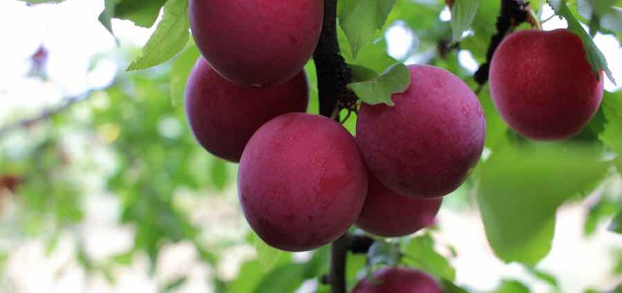 Plum (cherry plum) Found