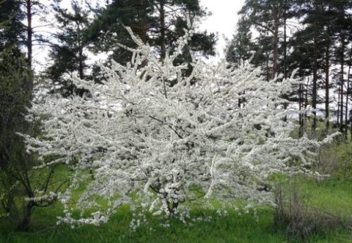 Plum (cherry plum) Gift to St. Petersburg