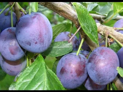 Plum (cherry plum) Gift to St. Petersburg