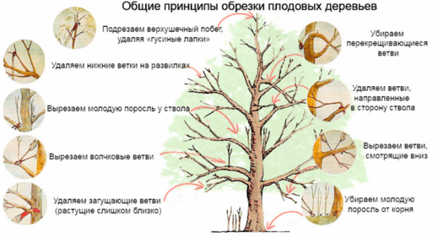 Plum (cherry plum) Gift to St. Petersburg