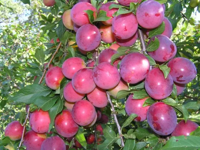 Plum columnar