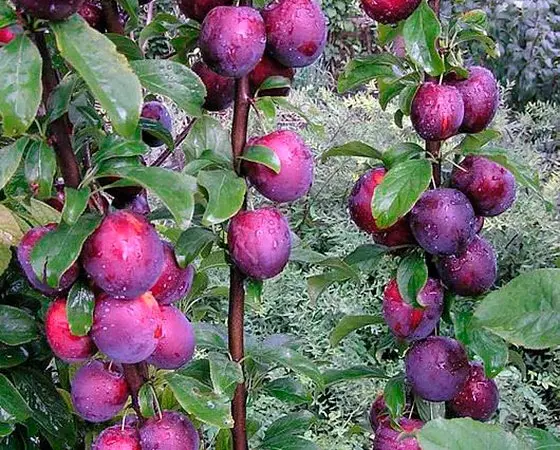 Plum columnar