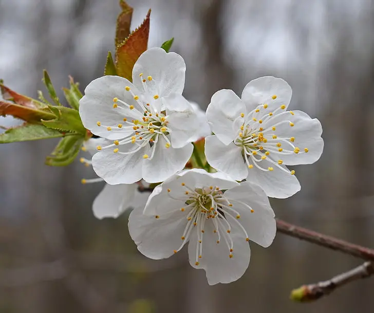 Plum Delicate