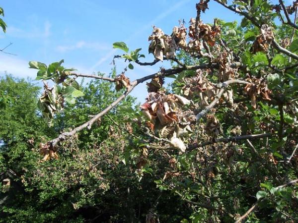 Plum diseases: photos and how to treat