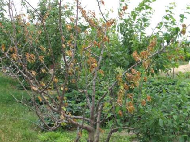 Plum diseases: photos and how to treat