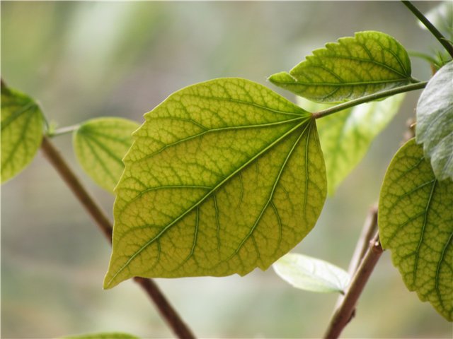 Plum diseases: photos and how to treat