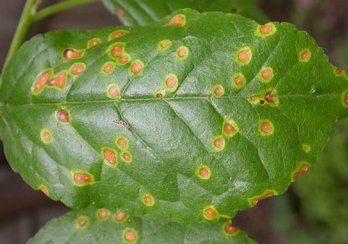 Plum diseases: photos and how to treat