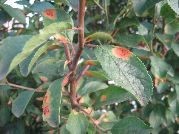 Plum diseases: photos and how to treat