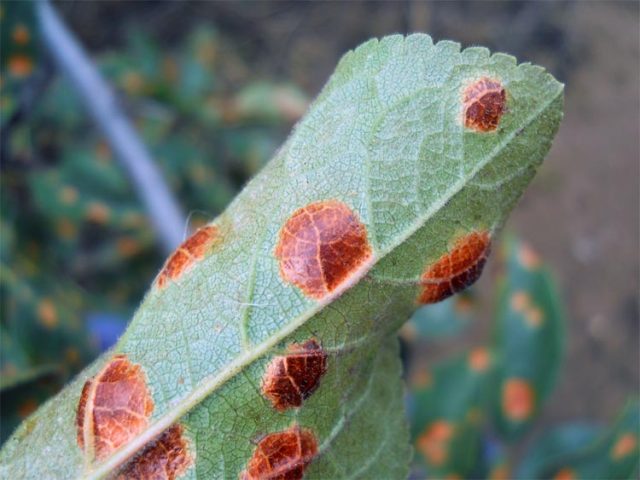 Plum diseases: photos and how to treat