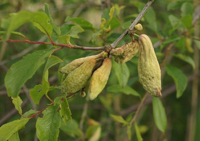 Plum diseases: photos and how to treat