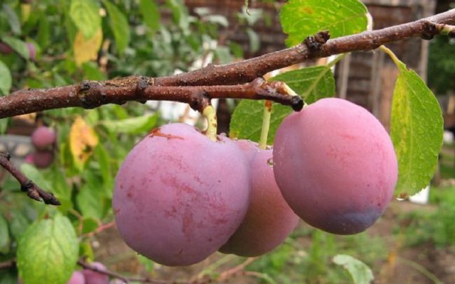 Plum diseases: photos and how to treat