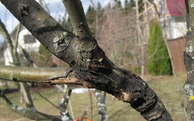 Plum diseases: photos and how to treat