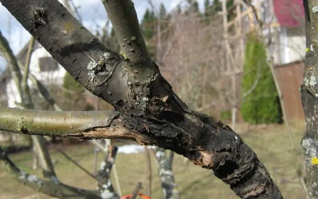 Plum diseases: photos and how to treat