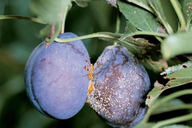 Plum diseases: photos and how to treat