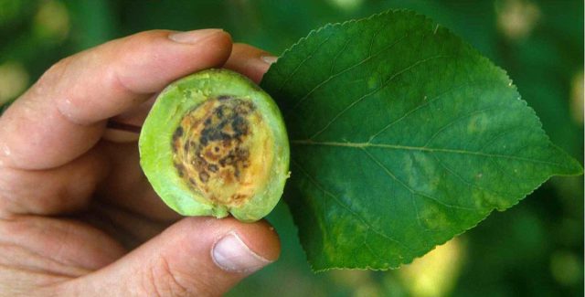 Plum diseases: photos and how to treat