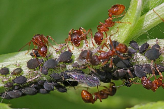 Plum diseases: photos and how to treat