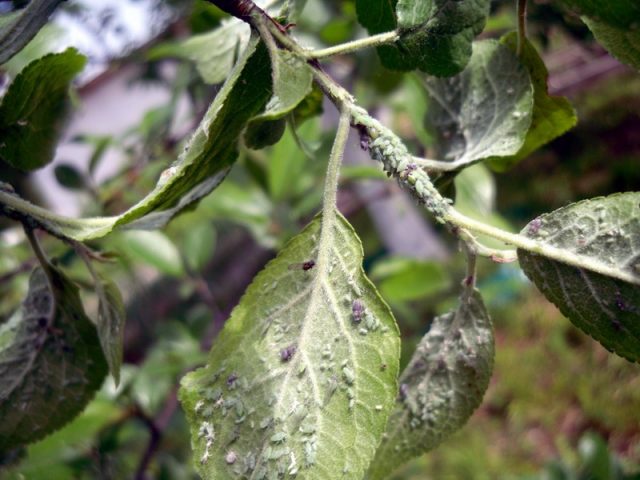 Plum diseases: photos and how to treat