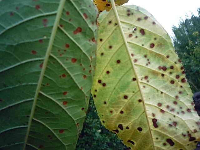 Plum diseases: photos and how to treat