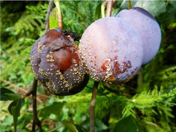 Plum diseases: photos and how to treat