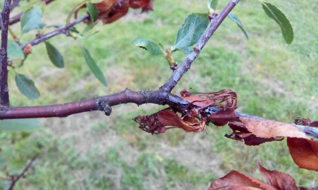 Plum diseases: photos and how to treat