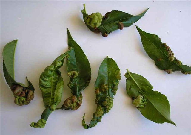 Plum diseases: photos and how to treat