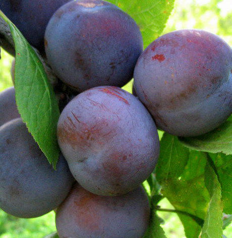 Plum Etude