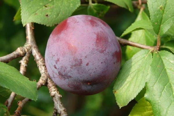 Plum Eurasia