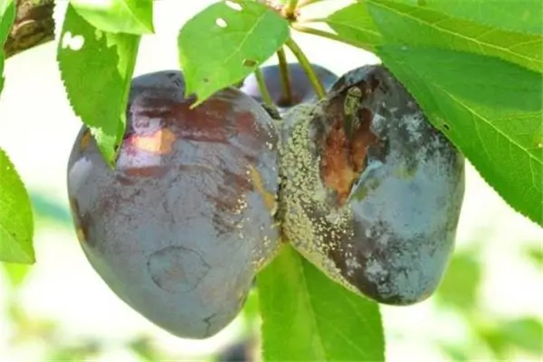 Plum Eurasia